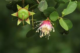 Image result for Sonneratiaceae