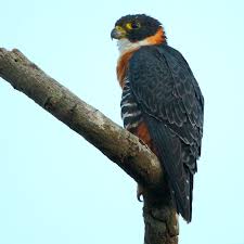 Um comentário sobre animal espiritual falcão. Falcao De Peito Laranja Wikipedia A Enciclopedia Livre