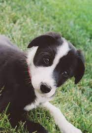 You need to pay attention to the excess hair on its feet and hocks. Pin By Doris On Too Cute Short Haired Border Collie Collie Puppies Border Collie