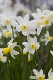 Narcissus Sailboat 40cm High Lily Garden Daffodils Beautiful Gardens