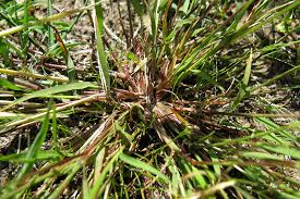 Image result for Eragrostis pilosa