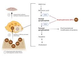 Image result for Bisphosphonates