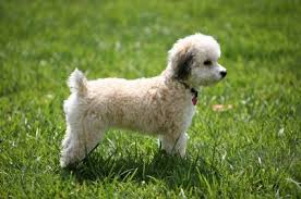 Black Bichon Frise Puppy Bichon Frise Training Your Dog Bichon Frise Bichon
