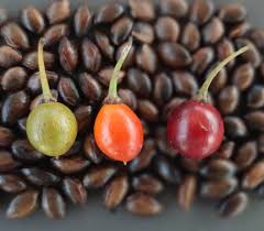 Image result for Manilkara