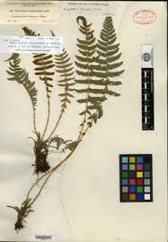 Image result for Amauropelta bergiana