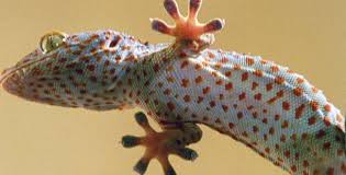 Bites are rare and usually preceded by squeaky vocalizations as a warning. The Reptiles Lizards Pet Lizards Nature Pbs