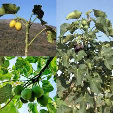 Image result for Jatropha curcas