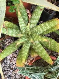 Image result for Aloe cameronii × greatheadii