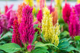 The generic name is derived from the . Celosia Woolflower Care Growing Tips Horticulture Co Uk