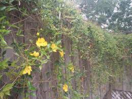 Maybe you would like to learn more about one of these? Could Someone Please Id A Central Florida Zone 9b Yellow Flowering Vine Gardening