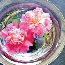 Camellias Flower Arrangements Floating Flowers Beautiful Flowers