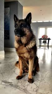 Our puppies are updated in all shotthey are affordable. Gsd Breeder Associates Wanted In Florida Fleischerheim German Shepherds For Sale