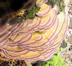 Image result for Trichaptum biforme