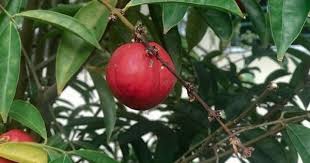 Untuk mengobatinya, anda hanya harus menghaluskan buah mahkota dewa dan mencampurkannya dengan air. Manfaat Tanaman Mahkota Dewa Herbal Berkhasiat Tinggi Popmama Com