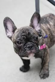 Brindle Black And Brown French Bulldog Bonjour Baby Dogs Bulldog Puppies French Bulldog Puppy