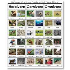 In latin, omnivore means to eat everything. Herbivore Carnivore Omnivore Cp