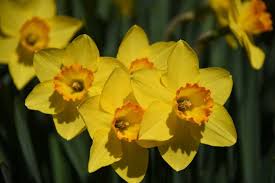 Check spelling or type a new query. Daffodil Care How To Plant Daffodil Bulbs And More Happy Diy Home
