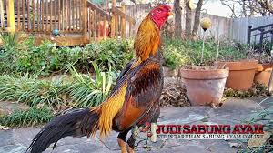 Dalam memilih seekor ayam aduan untuk dijadikan ayam petarung, bagi. Ciri Ayam Bangkok Aduan Dengan Pukulan Mematikan Sabung Ayam By Juara303 Official Medium