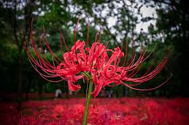 Maybe you would like to learn more about one of these? Lycoris Spider Lily A To Z Flowers