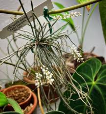 Image result for Microcoelia stolzii