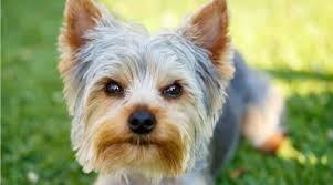 Short hair tends to suit all face shapes although each face shape has things to consider when goin… Yorkie Shedding How Much Do Yorkshire Terriers Shed