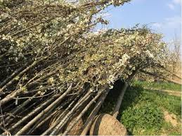 We did not find results for: Malus Pyrus Prunus Lot Of Fruit Trees Apple Pear Cherry Plum Troostwijk