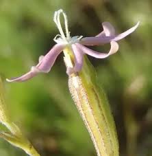 Image result for Silene burchellii
