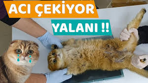 Scottish Fold Aci Cekiyor Yalani Aci Ceken Kediler Scottish Fold Youtube
