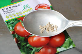 Bei zunehmendem mond wirken anziehende kräfte auf die pflanzen. Tomaten Nach Dem Mondkalender 2021 Saen Und Pikieren Tomaten De