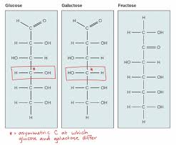 Carbohydrates Article Macromolecules Khan Academy