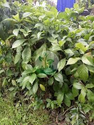 Memperkenalkan kepada anda tentang satu herba iaitu daun pecah kaca.nama saintifik daun pecah kaca ini adalah. Jual Bibit Tanaman Obat Keji Beling Banyak Manfaat Harga Murah Jual Ikan Koi Murah