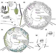 Image result for Streblochaete