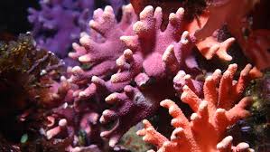 Image result for Hydrolea brevistyla