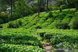 Kebun teh gunung mas puncak bogor jawa barat. Wisata Aman Saat Pandemi Covid 19 Di Perkebunan Teh Gunung Mas Bogor Antara News