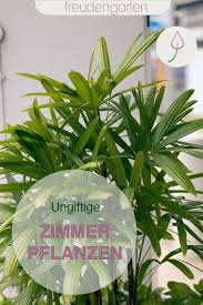 Ungiftige Zimmerpflanzen Ungiftige Zimmerpflanzen Pflanzen Pflanzen Fur Innen