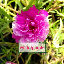 Cara menanam pokok ros jepun. Keratan Batang Ros Jepun Portulaca Pokok Bunga Pukul 10 Japan Ross Rose Shopee Malaysia