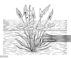 Image result for Lipocarpha atra