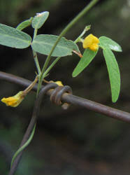 Image result for Vigna frutescens