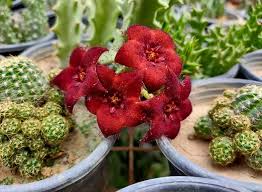 Image result for Orbea melanantha