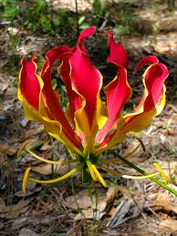 Image result for Gloriosa superba