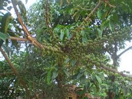 Image result for Ficus ottoniifolia