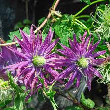Image result for Clematis pulchra