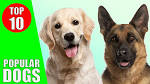 Top 10 dog breeds - Most popular dog breeds in the U.S ...