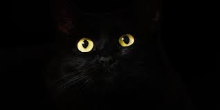 Les Plus Beaux Gros Chats Noirs Polytrans