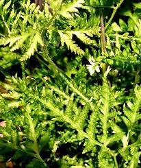 Image result for Pteris dentata