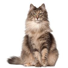 Forest cats probably arrived in norway from europe, descendants of domestic cats introduced to northern europe by the. Norwegian Forest Cat Breeders Near Me