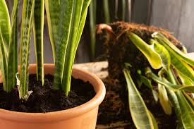 Check spelling or type a new query. Should You Mist A Snake Plant Garden Tabs