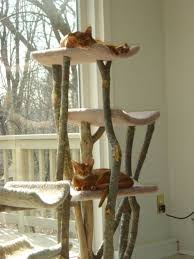 Arbre A Chat Arbre A Chat En Bois Arbre A Chat En Bois Fabriquer Arbre A Chat Et Arbres A Chat Maison