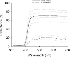 Image result for Habenaria rhopalostigma