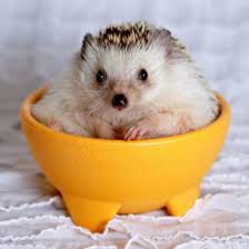 I Like The Style But Does It Come In California King Cute Animals Hedgehog Pet Cute Hedgehog